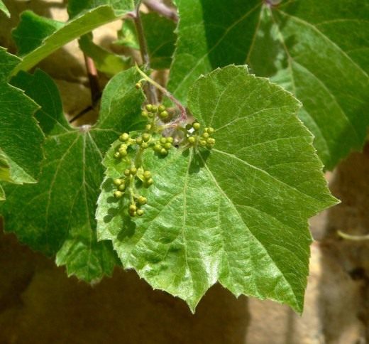 Виноград (Grapes)