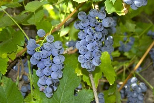 Виноград (Grapes)