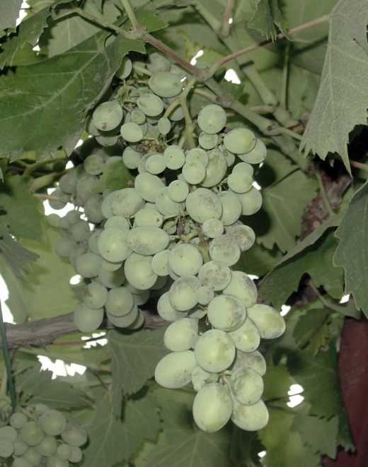 Виноград (Grapes)
