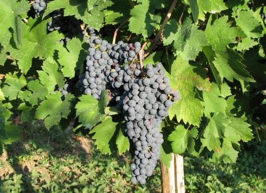 Виноград (Grapes)