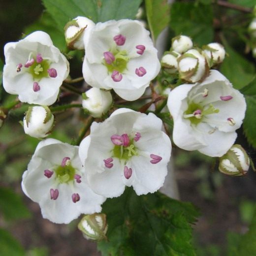 Боярышник (Hawthorn)