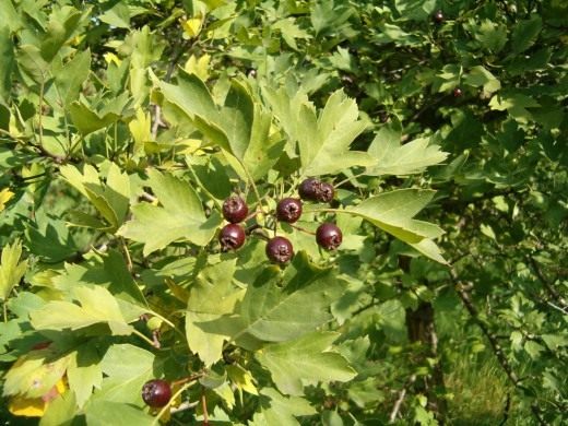 Боярышник (Hawthorn)