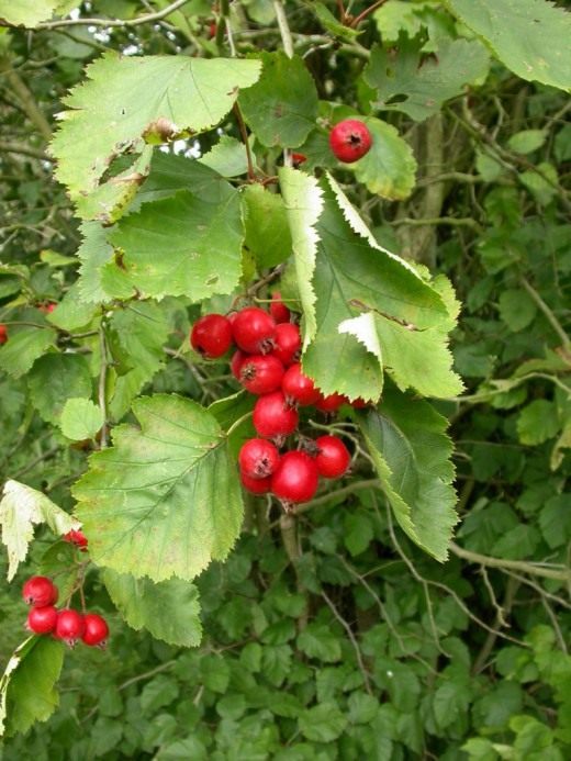 Боярышник (Hawthorn)