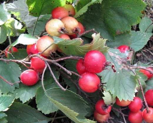 Боярышник (Hawthorn)