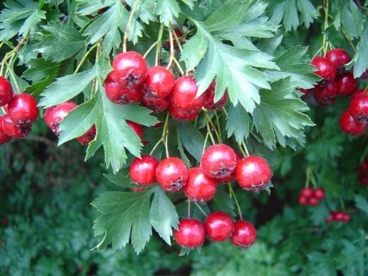 Боярышник (Hawthorn)