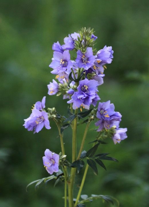 Синюха голубая (Jacob's Ladder or Greek valerian)