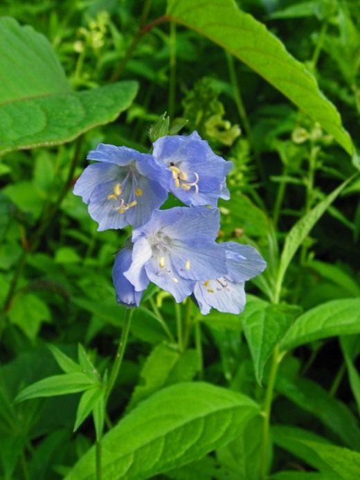 Синюха голубая (Jacob's Ladder or Greek valerian)