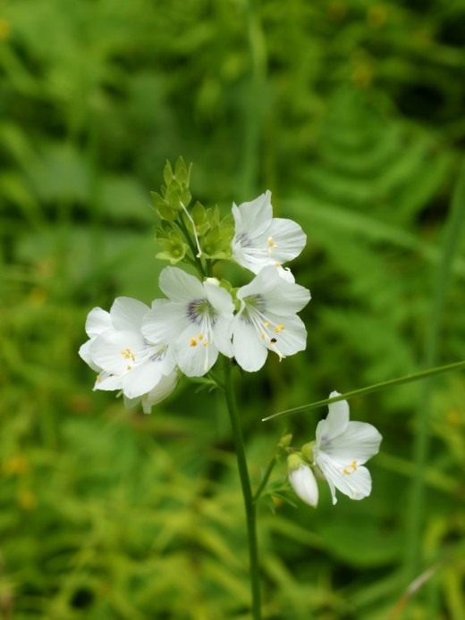 Синюха голубая белоцветковая (Jacob's Ladder or Greek valerian)