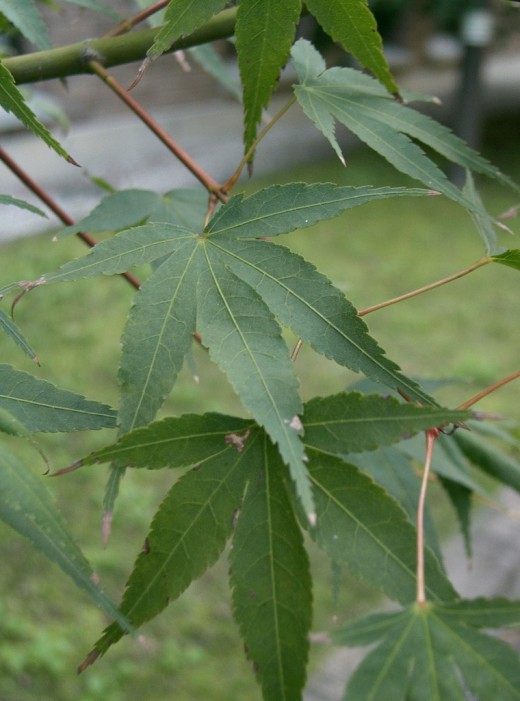 Клён дланевидный (Japanese Maple)