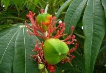 Ятрофа мультифида (Jatropha Multifida)