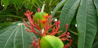 Ятрофа мультифида (Jatropha Multifida)