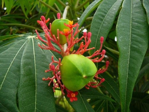 Ятрофа мультифида (Jatropha Multifida)