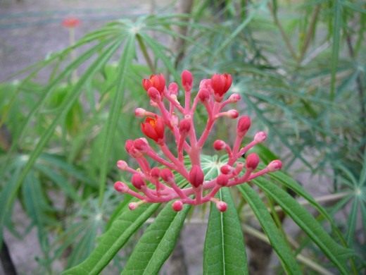 Ятрофа мультифида (Jatropha Multifida)