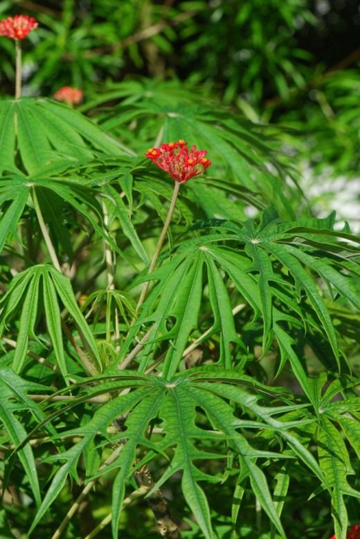 Ятрофа мультифида (Jatropha Multifida)