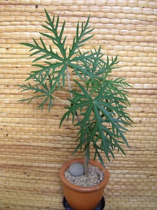 Ятрофа мультифида (Jatropha Multifida)