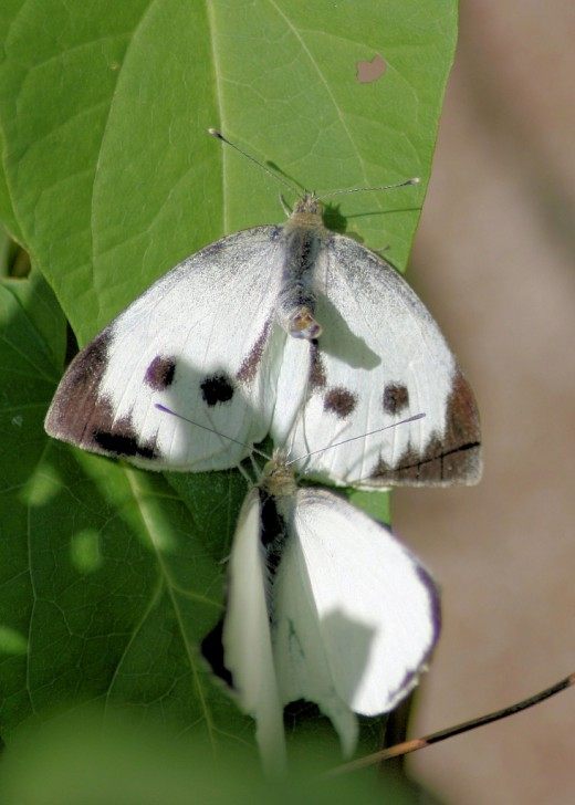 Капустница, или белянка капустная (Large White)