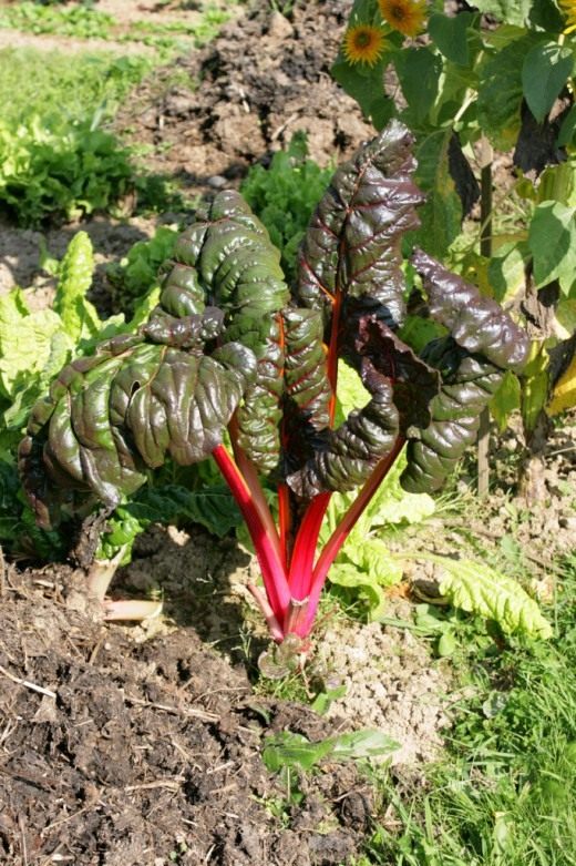 Мангольд (Chard)