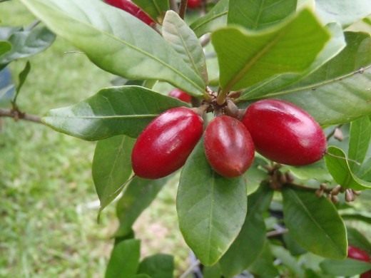 Магический фрукт (Miracle fruit)