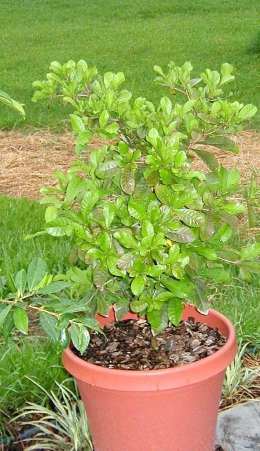 Магический фрукт (Miracle fruit)