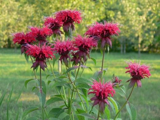 Монарда (Monarda)