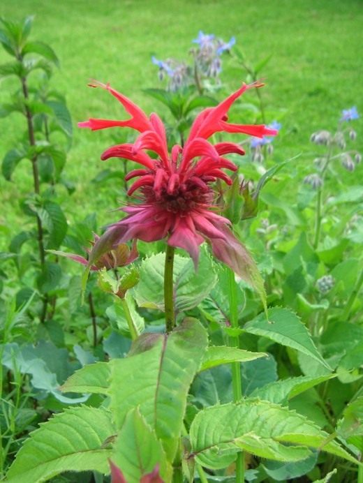 Монарда (Monarda)
