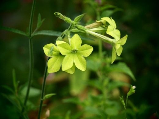 Табак душистый сорт 'Lime Green' Табак душистый сорт 'Lime Green'