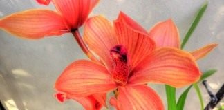 Орхидея Цимбидиум (Orchid Cymbidium)