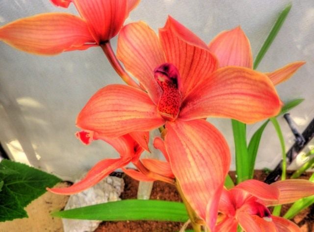 Орхидея Цимбидиум (Orchid Cymbidium) Орхидея Цимбидиум (Orchid Cymbidium)