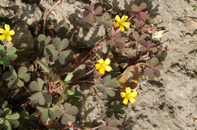 Кислица рожковая, или кислица рогатая (Oxalis corniculata) Кислица рожковая, или кислица рогатая (Oxalis corniculata)