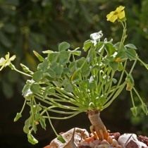 Оксалис мегалориза (Oxalis megalorrhiza), ранее Кислица суккулентная (Oxalis succulenta) Оксалис мегалориза (Oxalis megalorrhiza), ранее Кислица суккулентная (Oxalis succulenta)