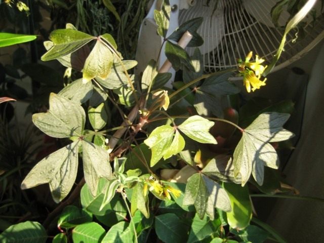 Кислица Ортгиса (Oxalis ortgiesii) Кислица Ортгиса (Oxalis ortgiesii)