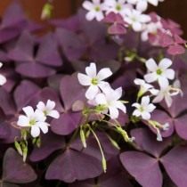 Кислица треугольная (Oxalis triangularis) Кислица треугольная (Oxalis triangularis)