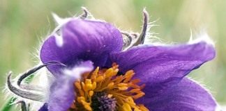Прострел (Pasque flower)