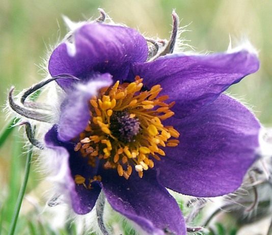 Прострел (Pasque flower)