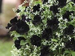 Петуния Черный бархат (Petunia Black Velvet)