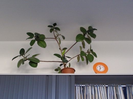 Растение в офисе (Plant in the office)