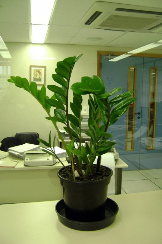 Растение в офисе (Plant in the office)