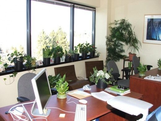 Растение в офисе (Plant in the office)