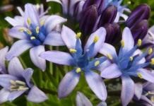 Португальская пролеска, пролеска виноградная (лат. Scilla peruviana)