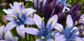 Португальская пролеска, пролеска виноградная (лат. Scilla peruviana)