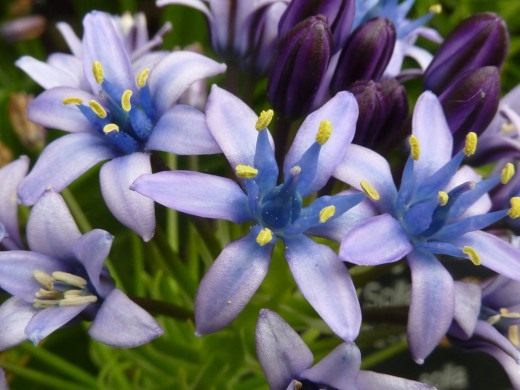 Португальская пролеска, пролеска виноградная (Portuguese Squill)