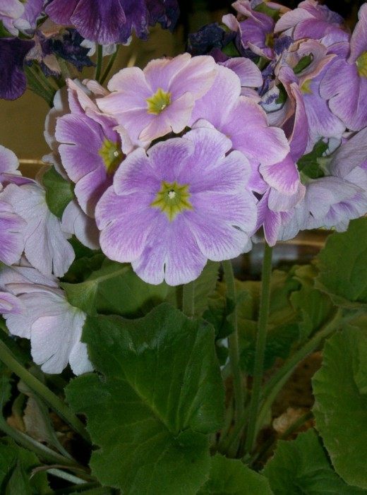 Примула обратноконическая, или примула обратноланцетная (Primula obconica)