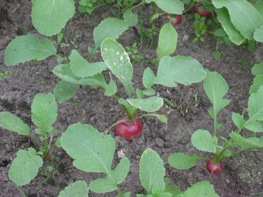 Редис (Radish)