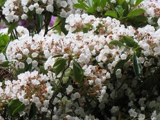 Рододендрон (Rhododendron)