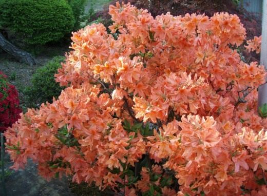 Рододендрон (Rhododendron) Рододендрон (Rhododendron)