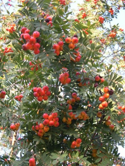 Рябини (Rowan)