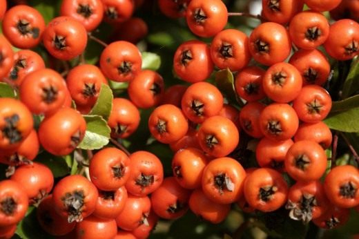 Рябини (Rowan)