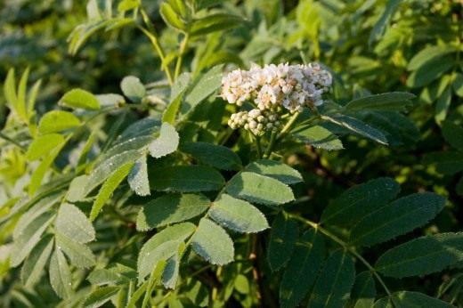 Рябини (Rowan)