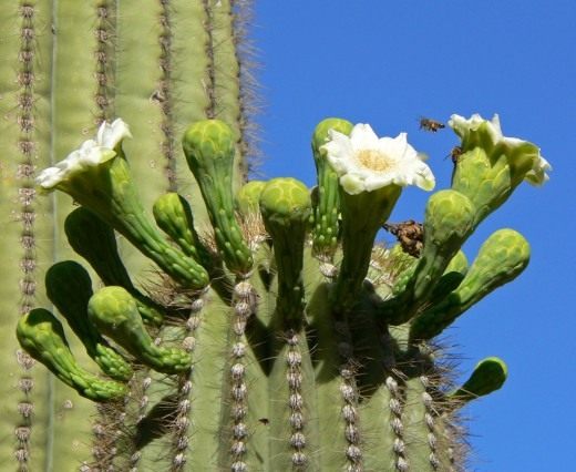 Сагуаро или Карнегия гигантская (Saguaro)