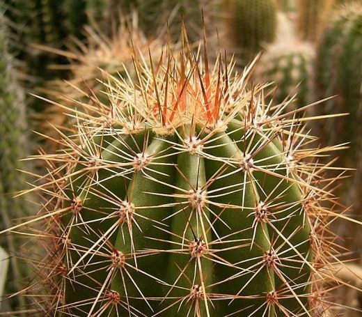Сагуаро или Карнегия гигантская (Saguaro)